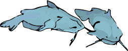 Clipart Catfish Turquoise Transparent Png