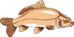 Brown Catfish Transparent Png Clipart