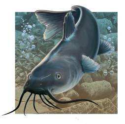 Catfish Animal Clip Art, Nebraske