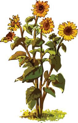 Free 4k Clipart Sunflower