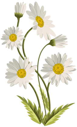 White Flowers Free Clipart image