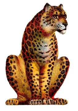 png, image, Free, Animal, Jaguar, Clipart