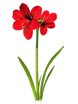 Free Awesome Clipart Amaryllis image png