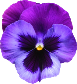 Free Blue Violet Flowers Clipart