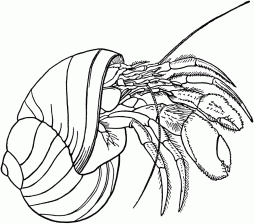 Hermit Crab Black and White Clipart