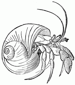 Download Hermit Crab Clipart Black and White