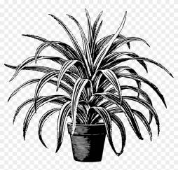 Home Plant Black and White Clipart Transparent Background