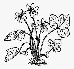 #Plant #Black, #White, #herbs, #flower, #Clipart, #png