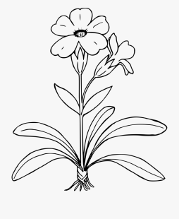 Plants Black and White Clipart Best free for Download