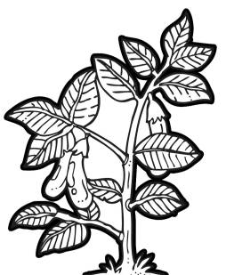 Awesome Plant Clipart Black White