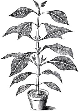 Plant Painting Clipart Black and White