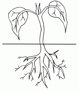 Plant Seedling Clipart Black and White