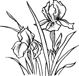 Rose, Plants, Flowers Clipart Black and White