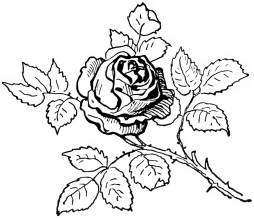 Plants, Rose Black and White Clipart, Bushes png