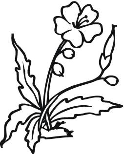 Rose Clipart Plant Png Black and White