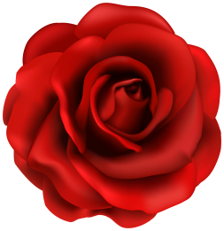 Red Rose Clipart Transparent Png