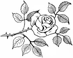 Beautiful Rose Clipart Black White