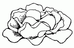 Rose Black and White Gif